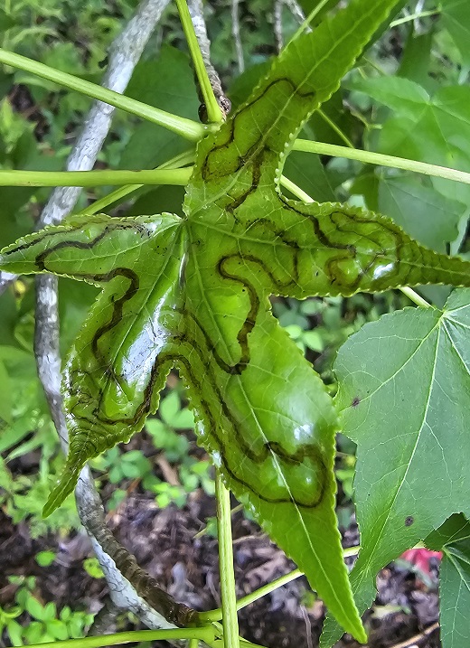 Leafminer damage on green leaves.